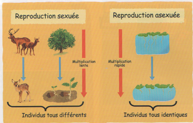 Cours 1 Caractéristiques Des Modes De Reproduction Ressources 4ème College Pyrenees 