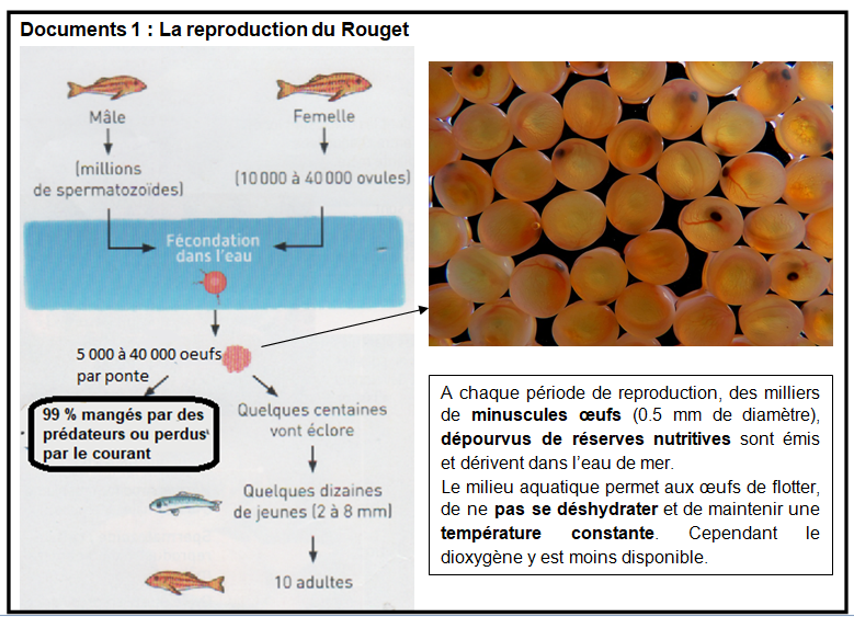 fécondation externe