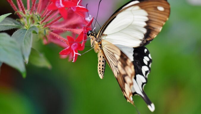 ralphs_fotos-butterfly-4777883_1920.jpg